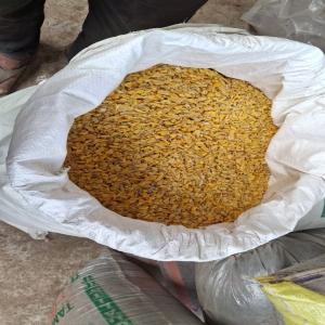 COLOR HDPE GRINDING HDPE Grinding Blow Injection Molding nashik maharashtra india Plastic4trade Plastic4trade