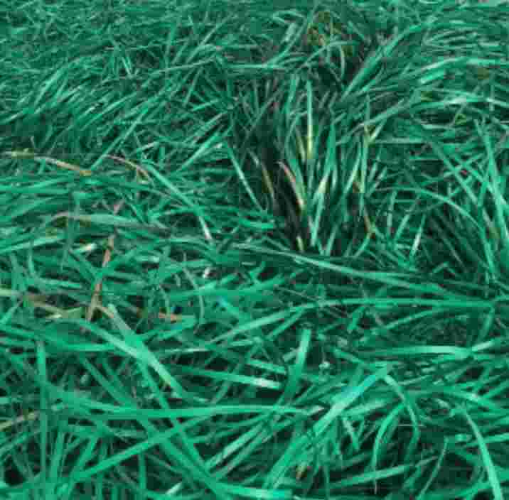 GREEN PATTI SCRAP  Reprocess Granule Grinding Scrap Injection Molding Mix Scrap alwar rajasthan india Plastic4trade