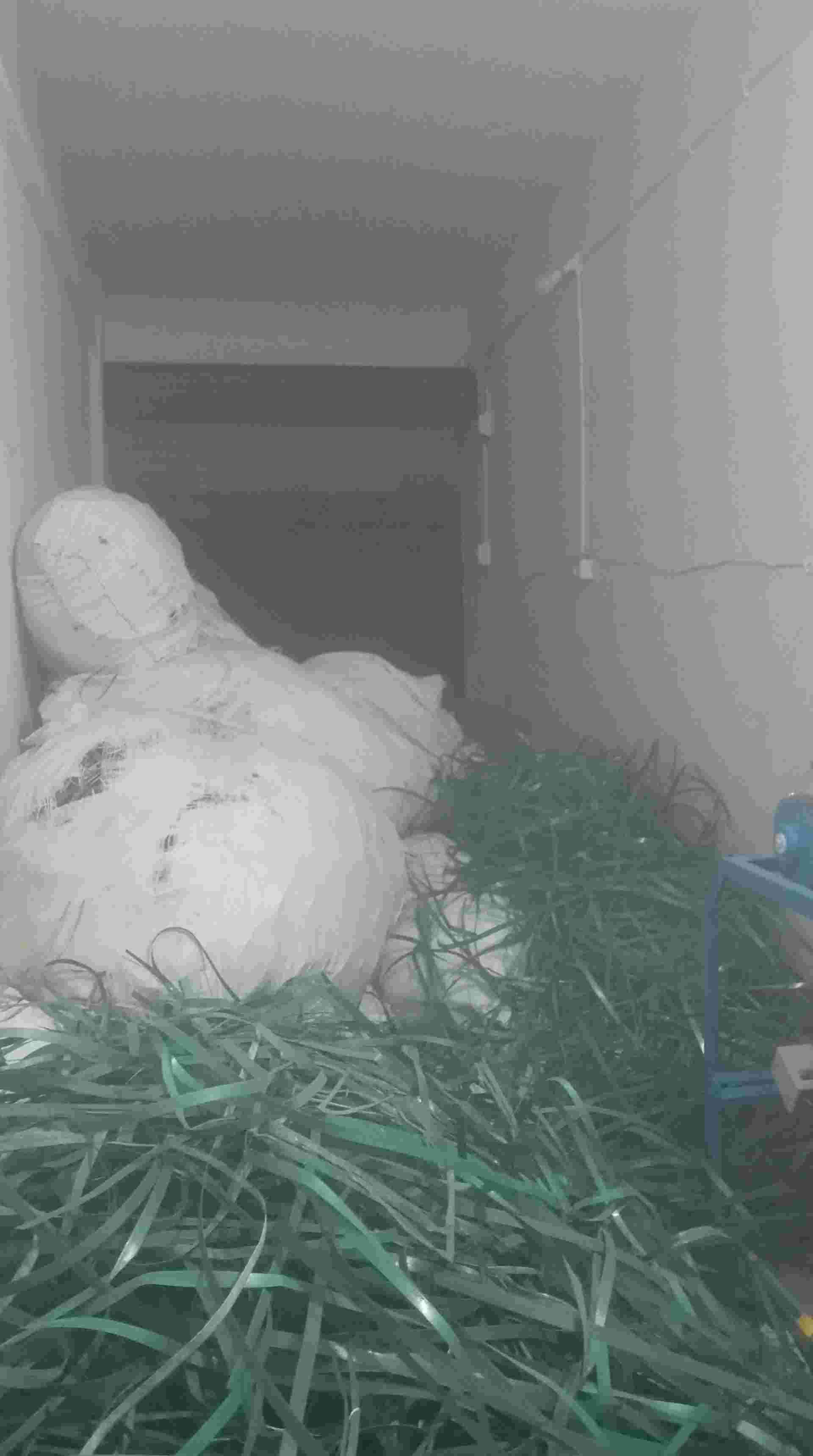 GREEN PATTI SCRAP PET Scrap Mix Scrap wankaner gujarat india Plastic4trade Plastic4trade