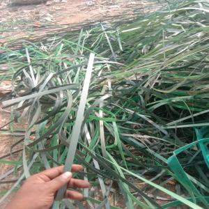 GREEN PET PATTI SCRAP PET Scrap Film Grade ghaziabad uttar pradesh india Plastic4trade Plastic4trade