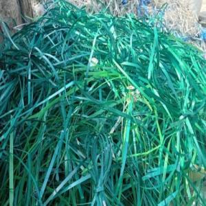 GREEN PET PATTI  SCRAP PET Scrap Film Grade morbi gujarat india Plastic4trade
