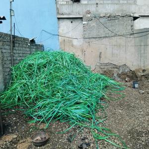 GREEN PET PATTI  SCRAP  Scrap Film Grade morbi gujarat india Plastic4trade