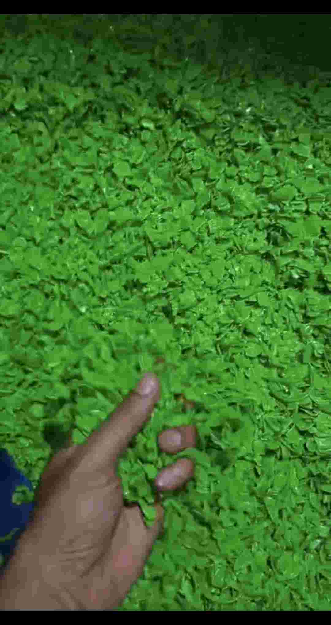 HD BLACK REPROCESSED GRANULES HDPE Grinding Blow new delhi delhi india Plastic4trade