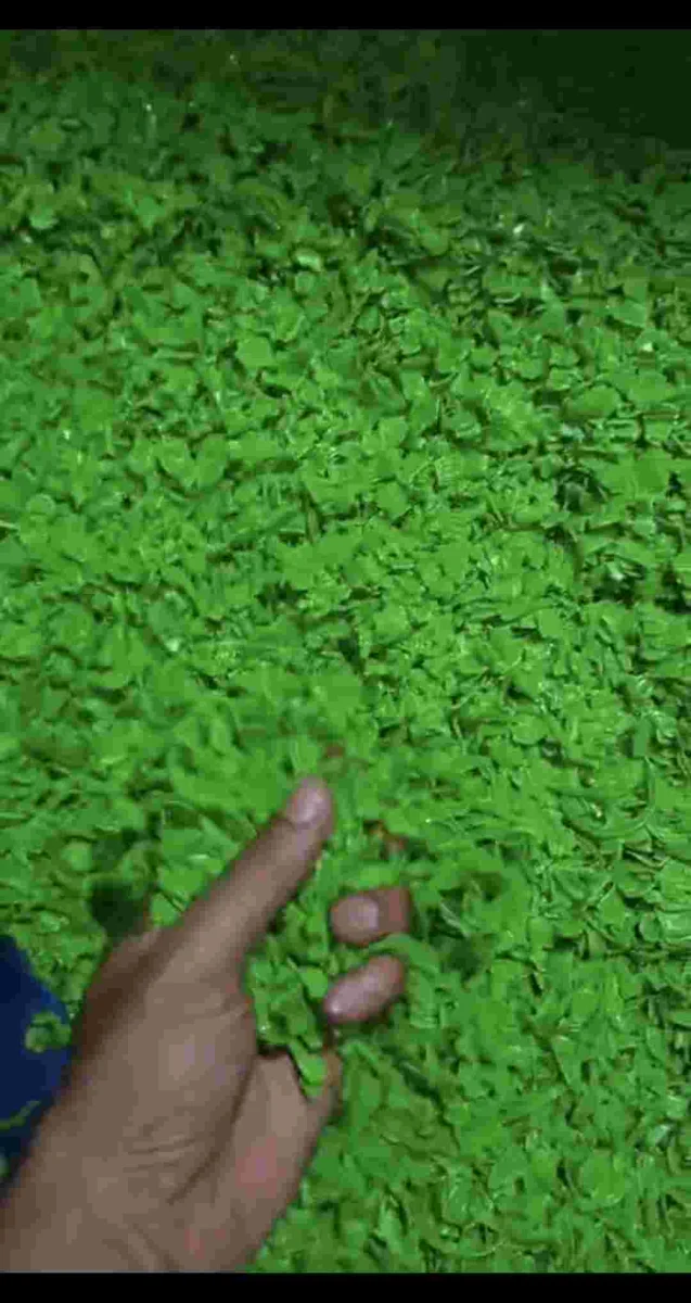 HD BLACK REPROCESSED GRANULES HDPE Grinding Blow new delhi delhi india Plastic4trade