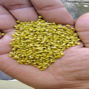HDPE GRANUALS HDPE Reprocess Granule Blow Injection Molding kalyan maharashtra india Plastic4trade