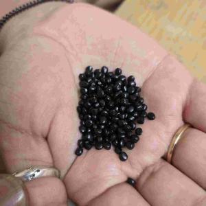 LD REPROCESS GRANULES LDPE Reprocess Granule Film Grade kolkata west bengal india Plastic4trade