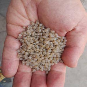 LDPE DAL NATURAL  GRANULE LDPE Reprocess Granule Thermoforming tehran tehran province iran Plastic4trade Plastic4trade