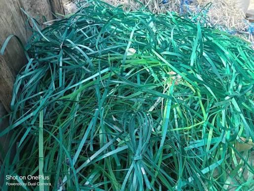 PET GREEN PATTI SCRAP  Scrap Extrusion sirsa haryana india Plastic4trade