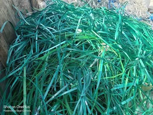 PET GREEN PATTI SCRAP PET Scrap Extrusion sirsa haryana india Plastic4trade
