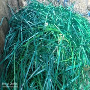 PET PATTI SCRAP GREEN PET Scrap Film Grade rajkot gujarat india Plastic4trade