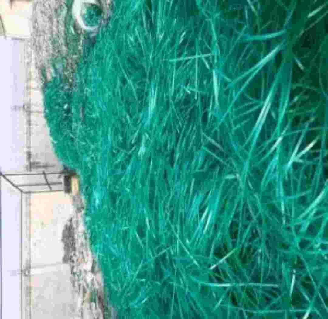 PET STRAP GREEN PET Scrap Mix Scrap rajkot gujarat india Plastic4trade