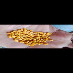 PP GRANULES PP Reprocess Granule Blow Injection Molding vapi gujarat india Plastic4trade Plastic4trade