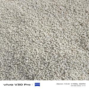 PP WHITE MILKY REPROCESS GRANULES PP Reprocess Granule Injection Molding ramkrishna rajapet tamil nadu india Plastic4trade Plastic4trade