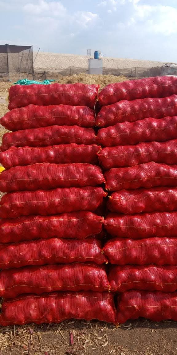 PP WOVEN SACKS PP Reprocess Granule RAFFIA el sadat city menofia governorate egypt Plastic4trade