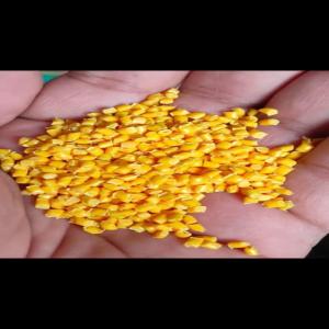 PP YELLOW REPROCESS GRANULE PP Reprocess Granule Injection Molding nashik maharashtra india Plastic4trade