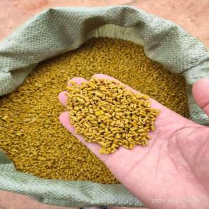 PP YELLOW REPROCESS GRANULE PP Reprocess Granule Injection Molding undefined gujarat india Plastic4trade