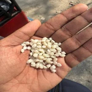 WHITE PVC PLASTIC GRANULE PVC Reprocess Granule Injection Molding Extrusion bahadurgarh haryana india Plastic4trade